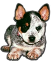 aussie catlle dog
