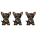 black dawg dividers
