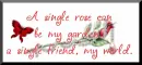 a rose