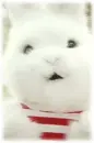white bunny