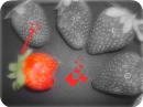 Strawberry standout