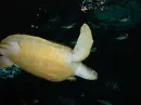 Sea Turtle