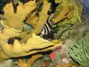 sea creatures