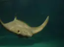 sting ray