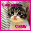 CAT SMALL
