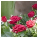 roses