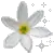 cute flower