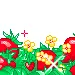 starwberry field 2