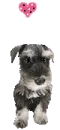 cute puppy