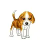 cute puppy