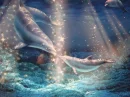 Dolphins