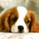 cute puppy