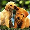 puppy love
