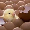 chocolate chick