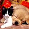 friends