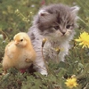 friends