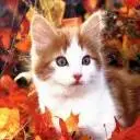 kitty