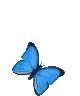 blue butterfly