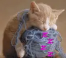 Kitten Sleeping