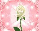 i love you rose