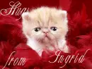 Ingrid