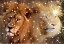 Lions merged sparkly 