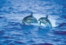 dolphins