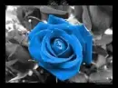 Blue Rose