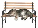 sleeping kitty