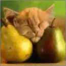 sleeping kitty