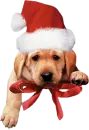Santa puppy