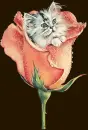 kitty rose