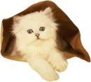 fluffy kitty