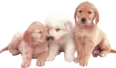 pupps