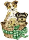 cuties in a basket