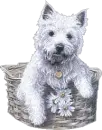 white puppy