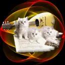 kitty band