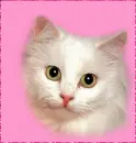 kitty pink