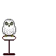 harry potter's bird