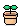 dancing plant