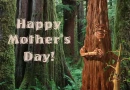 Mother's Day Trees