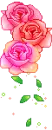  roses