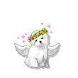 angel puppy