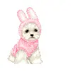 bunny puppy