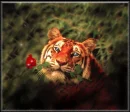 tigr