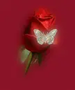 roza