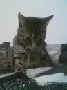 Cute Kitten