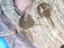 sandshark