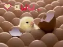 chick