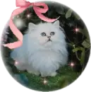 white kitty
